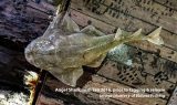 New research shows near extinction of angel shark in Irish waters