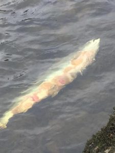 Small numbers of salmon showing signs of bleeding and skin ulceration as they return to Irish rivers