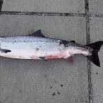 Small numbers of salmon showing signs of bleeding and skin ulceration as they return to Irish rivers